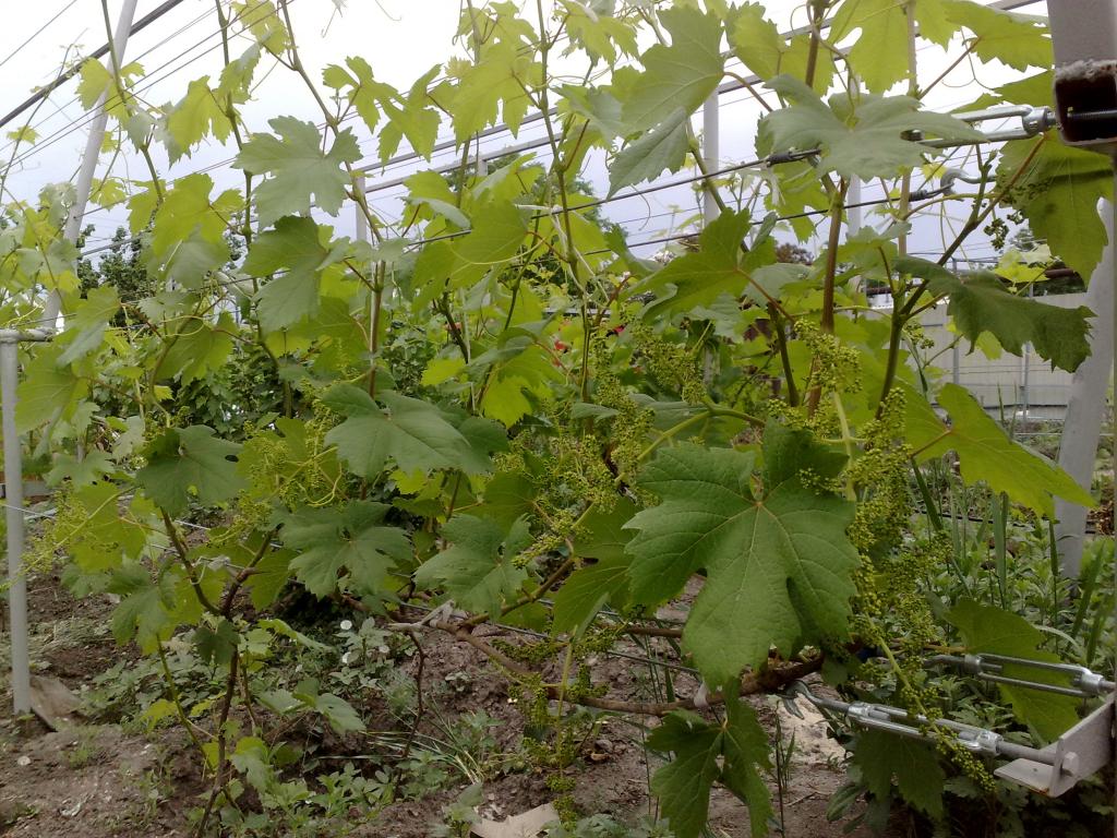 Grape bush