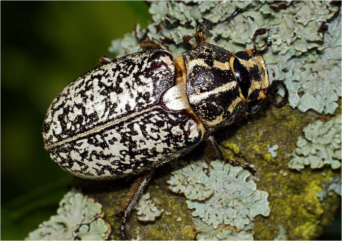 Marble beetle