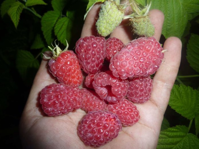 Framboises dans la paume de votre main