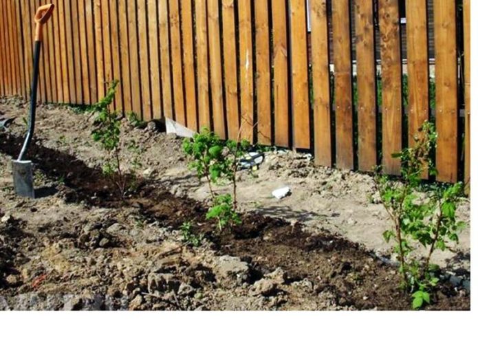 Himbeeren entlang des Zauns pflanzen