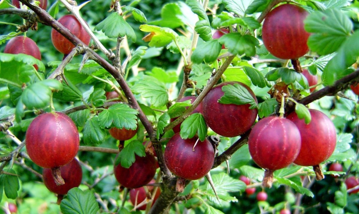 Stachelbeer-Lebkuchenmann