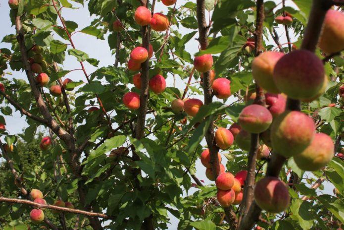 Fruita d'albercoc a l'arbre