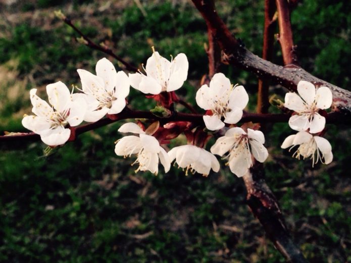 Abrikosblomst