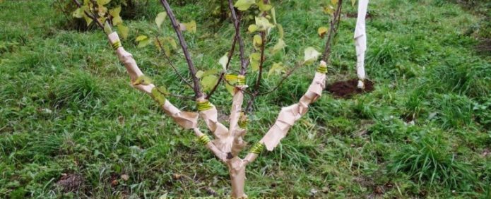 Préparer un plant d'abricot pour l'hiver