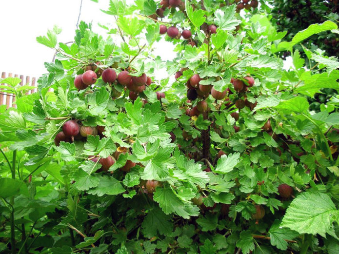 Gooseberry bush gingerbread na tao