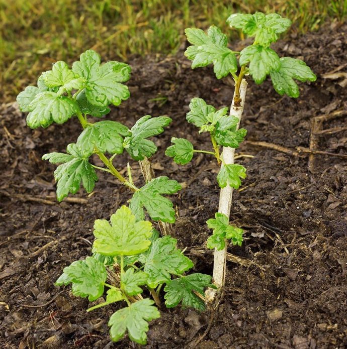 Top dressing karviaismarjat keväällä