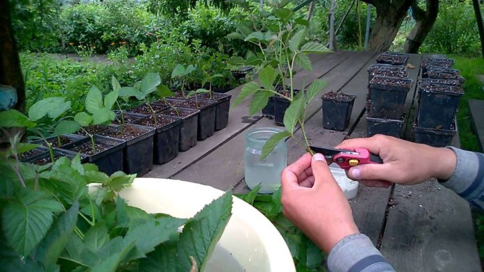 Groene stekken bewortelen