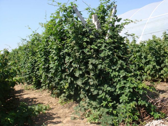 Moras en un enrejado