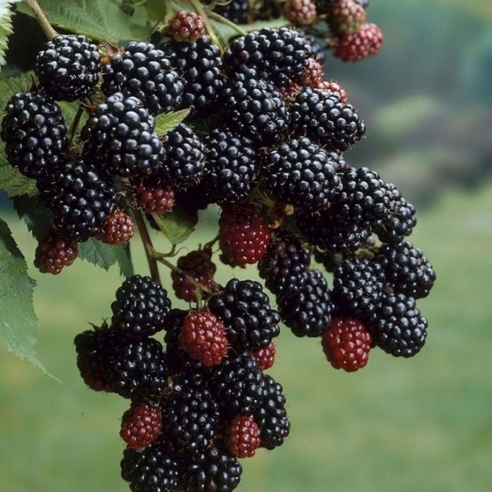 Blackberry di dahan