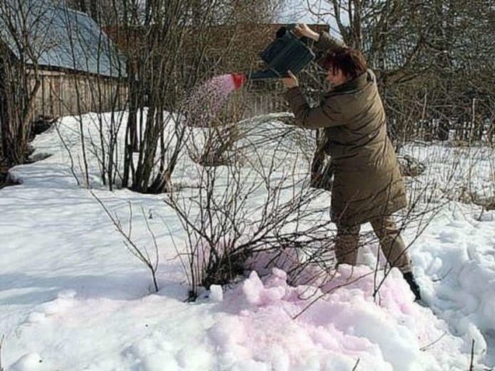 Traitement de l'eau bouillante d'un buisson