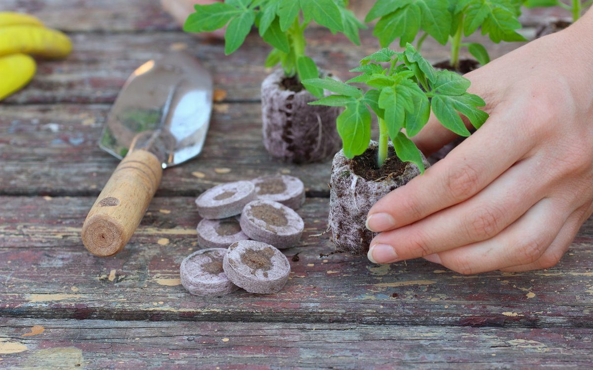 plants de tomates