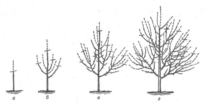 Schemat formowania korony