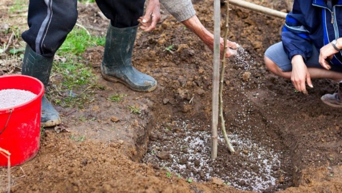 Plantering av ett äppelträd