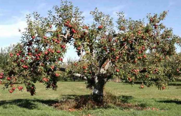 Fruktande äppelträd