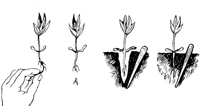 Processus de plongée