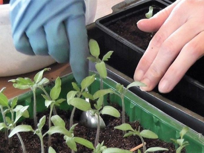 Les plants de tomates prêts à plonger