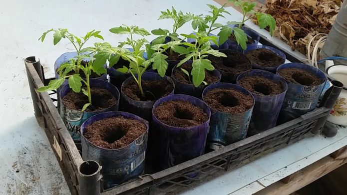 Semis de tomates marinées