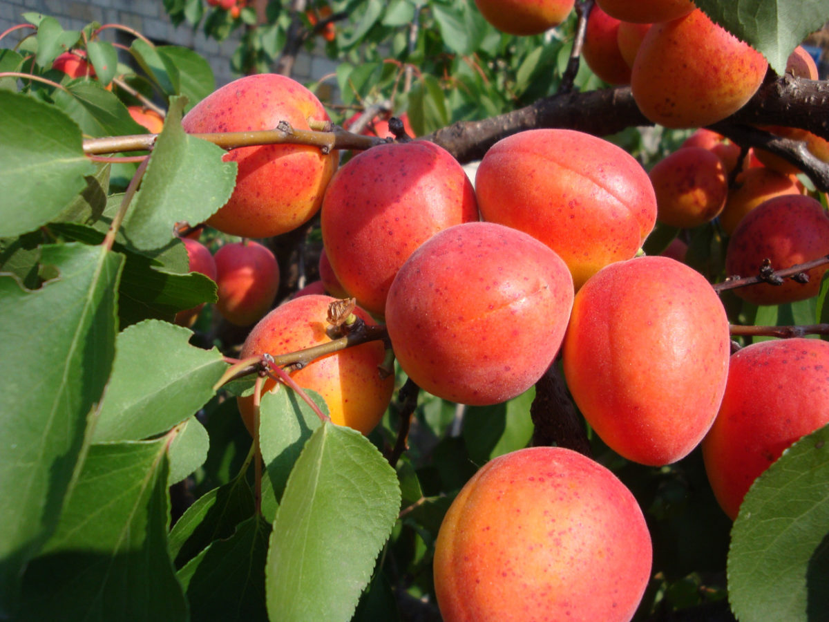 albaricoque de mejillas rojas