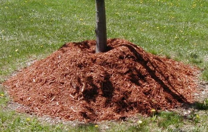 Mulching albaricoque en otoño