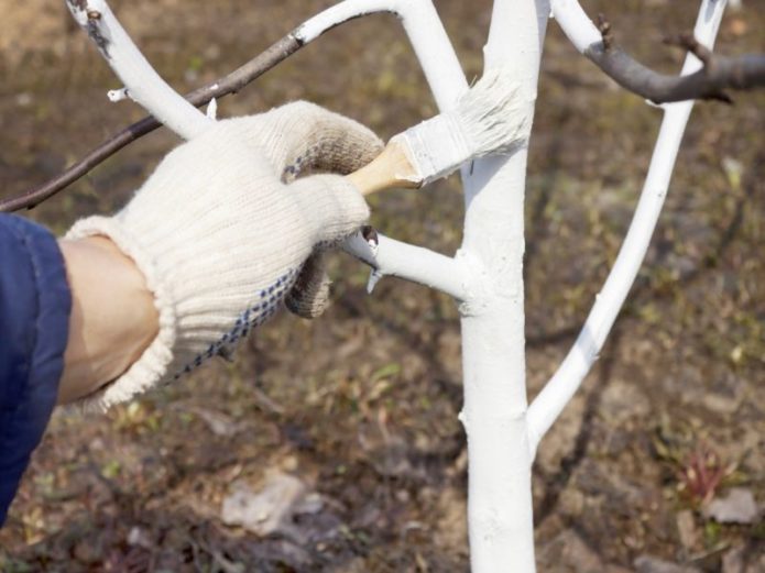 Whitewashing apricot tree