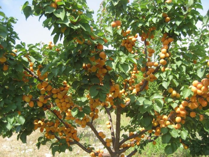 מקום מתאים למשמש אדום לחיים