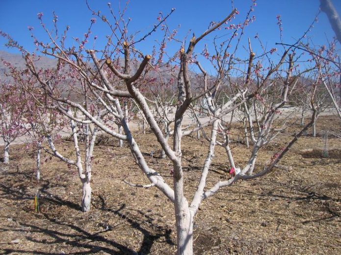 Diagrama de un jardín de albaricoque