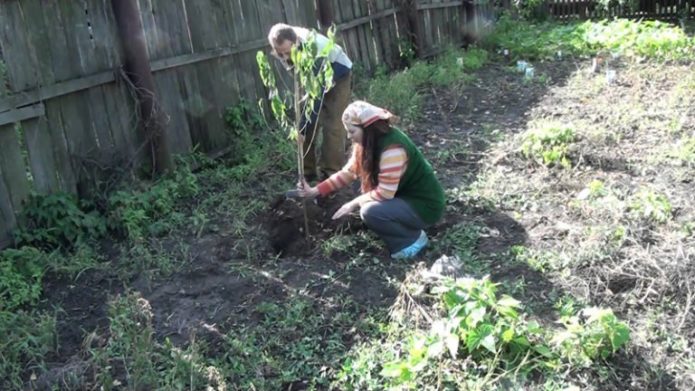 Plantant un albercoc de galta vermella