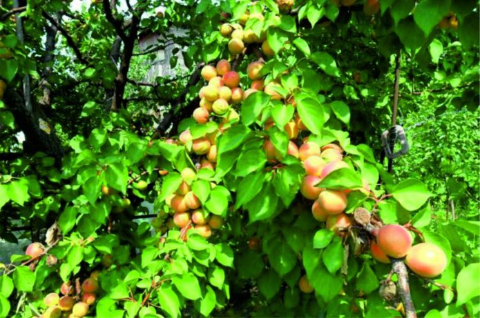 Abrikosų medis raudonskruostis