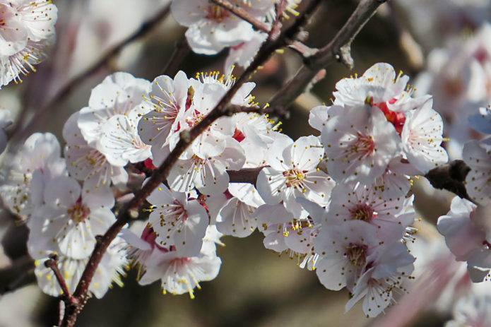 Abrikosblomst