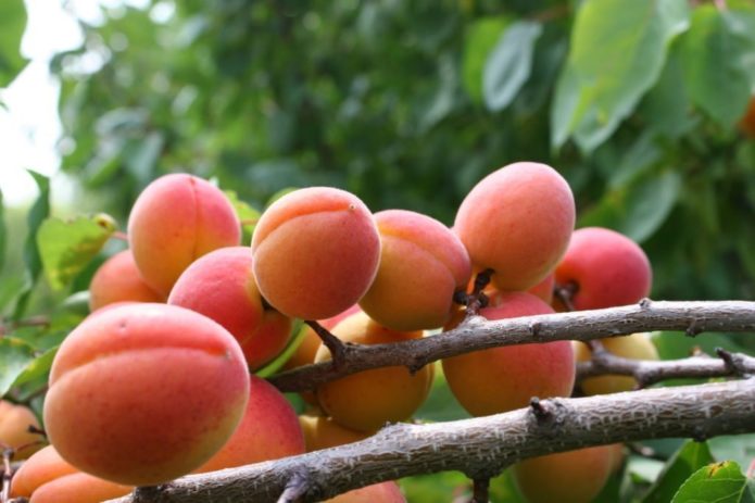 Fruta de albaricoque de cara roja en una rama