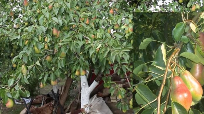 Pokok kecantikan Talgar