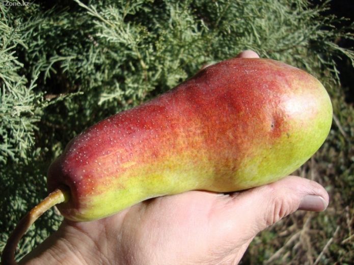 El fruit de la bellesa Talgar al palmell de la mà