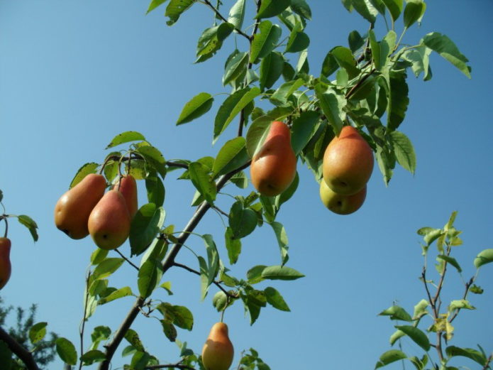 Branches de poire au soleil