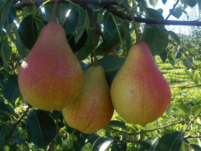 Le favori de Pear Clapp