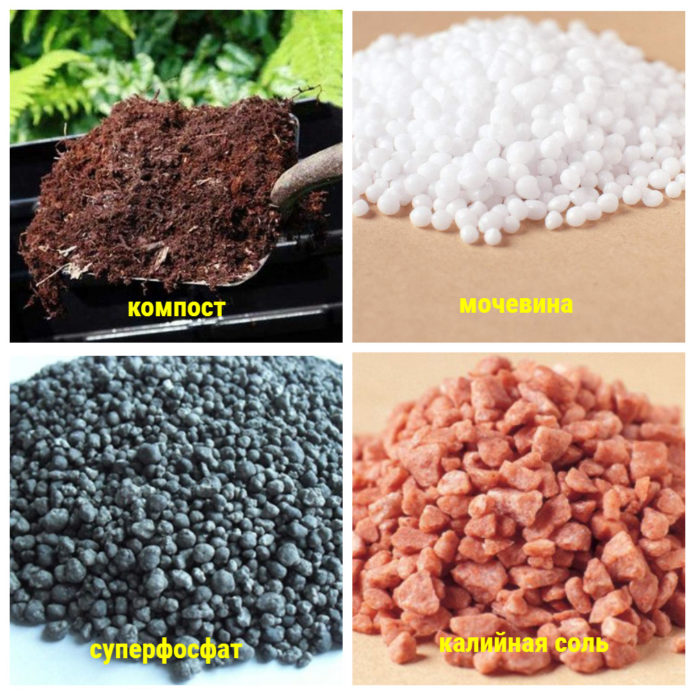 fertilizers