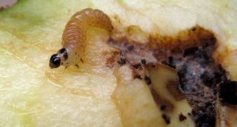 Larva de cuc de fulla de pera