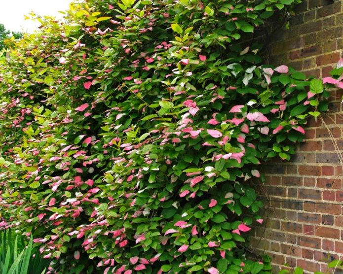 Actinidia kolomikta, plantada contra la pared de la casa