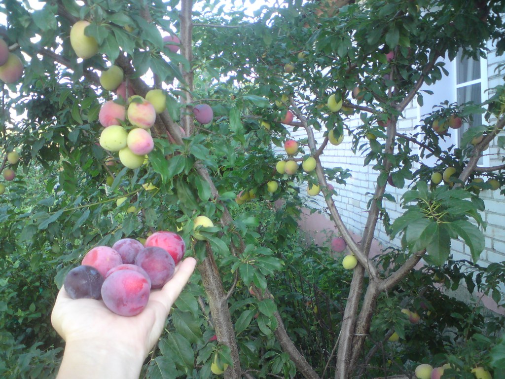 שביט קובאן משזיף דובדבן