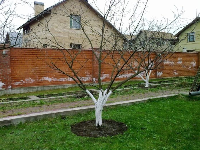 Ciruela cereza después del blanqueo