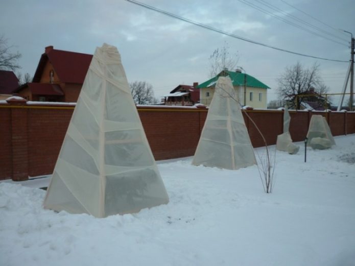 Refugia un árbol para el invierno