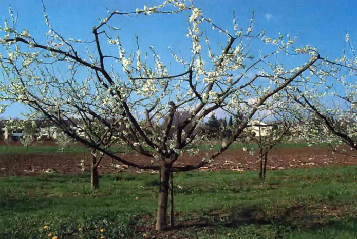 Prune de cireș cu coroană în formă de castron