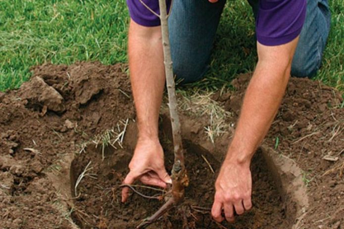 Plantarea unui răsad de prune de cireș în pământ