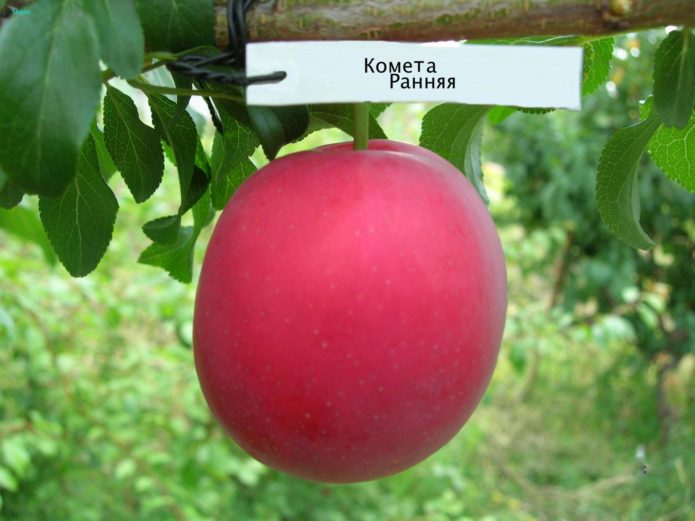 Komet awal ceri plum