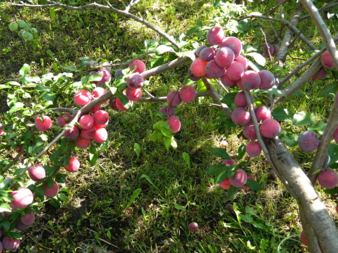 Cireșul de prune fructe cometa Kuban pe un copac