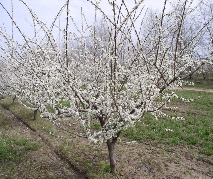 Cometa di Kuban in fiore di prugna ciliegia