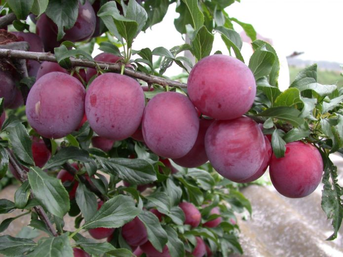 Cereza ciruela frutos cometa Kuban