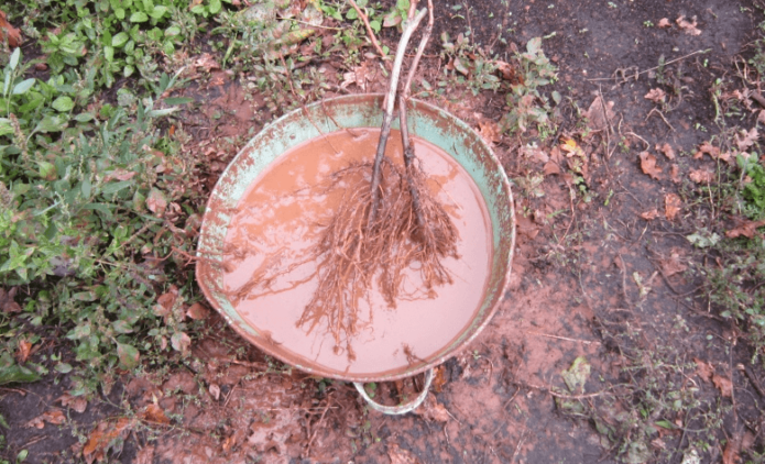 Sapling roots in a clay mash