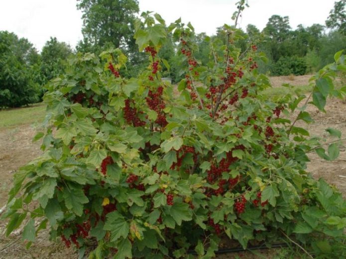 Arbusto de grosella roja