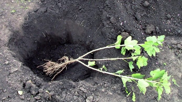 La ubicació de la plàntula al pou de plantació