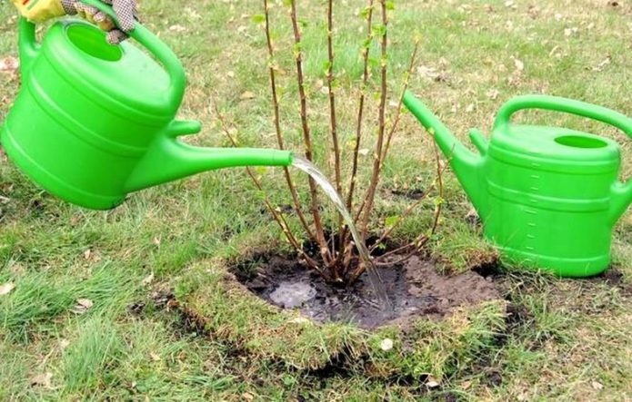 Watering the currant seedling